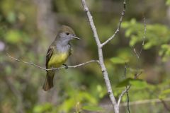 Great-crested Flycatcher, Myiarchus crinitus