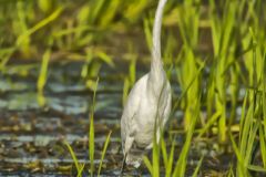 Great Egret, Ardea alba