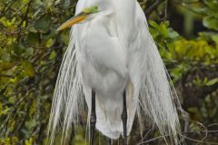 Great Egret, Ardea alba