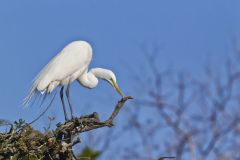 Great Egret, Ardea alba