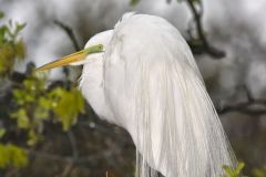 Great Egret, Ardea alba