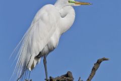 Great Egret, Ardea alba