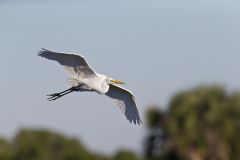 Great Egret, Ardea alba