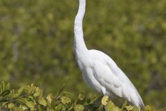 Great Egret, Ardea alba