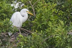 Great Egret, Ardea alba