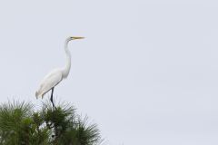 Great Egret, Ardea alba