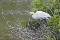 Great Egret, Ardea alba