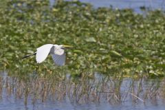 Great Egret, Ardea alba