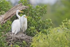 Great Egret, Ardea alba