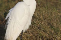 Great Egret, Ardea alba