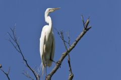 Great Egret, Ardea alba