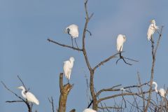 Great Egret, Ardea alba