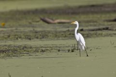 Great Egret, Ardea alba