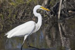 Great Egret, Ardea alba