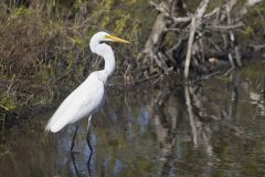 Great Egret, Ardea alba