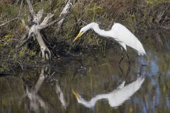 Great Egret, Ardea alba