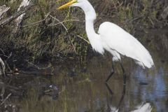 Great Egret, Ardea alba