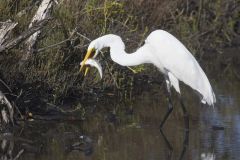 Great Egret, Ardea alba