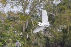 Great Egret, Ardea alba