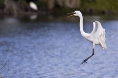 Great Egret, Ardea alba