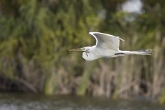 Great Egret, Ardea alba