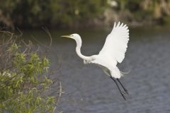 Great Egret, Ardea alba