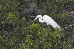 Great Egret, Ardea alba