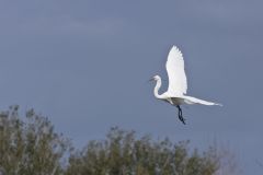 Great Egret, Ardea alba