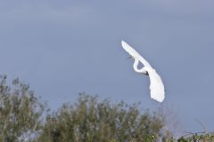 Great Egret, Ardea alba