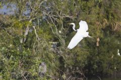 Great Egret, Ardea alba