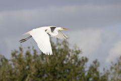 Great Egret, Ardea alba