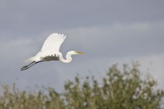 Great Egret, Ardea alba