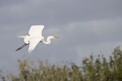 Great Egret, Ardea alba