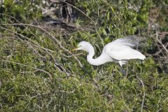 Great Egret, Ardea alba