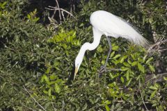 Great Egret, Ardea alba