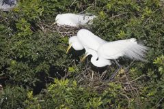 Great Egret, Ardea alba