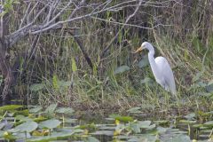 Great Egret, Ardea alba