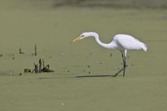 Great Egret, Ardea alba