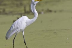 Great Egret, Ardea alba