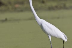 Great Egret, Ardea alba