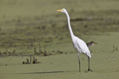 Great Egret, Ardea alba