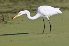 Great Egret, Ardea alba