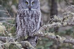 Great Gray Owl, Strix nebulosa