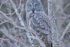 Great Gray Owl, Strix nebulosa