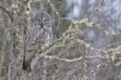 Great Gray Owl, Strix nebulosa