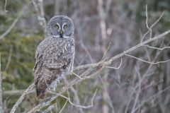 Great Gray Owl, Strix nebulosa