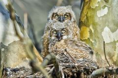 Great Horned Owl, Bubo virginianus