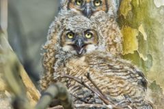 Great Horned Owl, Bubo virginianus