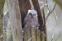 Great Horned Owl, Bubo virginianus