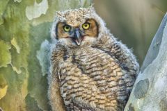 Great Horned Owl, Bubo virginianus